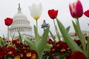 Tulips Bloom on Capitol Hill in Washington