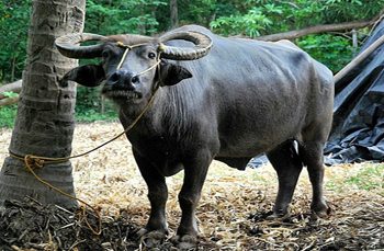 All-lights Village to Donate Carabaos for Village Development