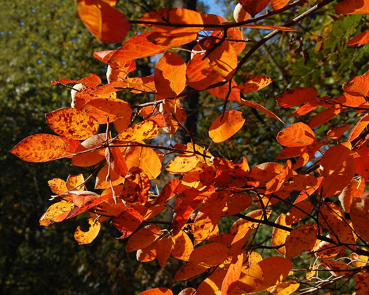 autumn leaves give up their green- celebration of diversity