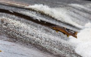 Salmon Fish-example of Reflecting Nature laws