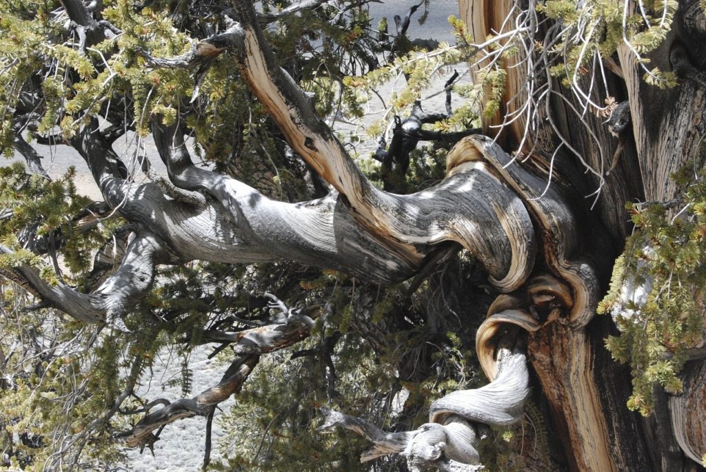 Gnarled branches of Bristle-cone pine, nature