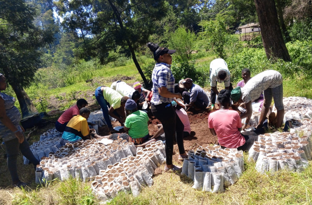 Tree Nursery Initiative Promotes Sustainable Development and Peace in Kenya