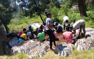 Tree Nursery Initiative Promotes Sustainable Development and Peace in Kenya